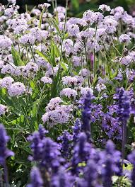 Das Eisenkraut Polaris Verbena Rigida Polaris Eignet Sich Nicht Nur Fur Den Beetrand Sondern Auch Fur Die Topfbepf Garten Pflanzen Blumen Stauden Garten