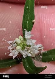 Image result for Spermacoce senensis