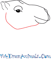Camel clipart easy, camel easy transparent free for download on webstockreview 2020. How To Draw A Camel Face