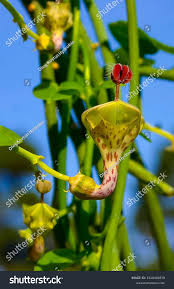Image result for Ceropegia haygarthii