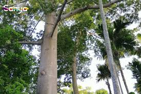 Image result for Antiaris