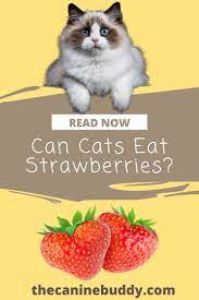 Can Cats Eat Strawberries Is It Safe For Your Cat What Fruits Can A Cat Eat Catshealthyfood In 2021 Cats Canine Care Cat Care