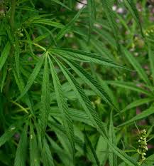 Image result for Cannabis sativa
