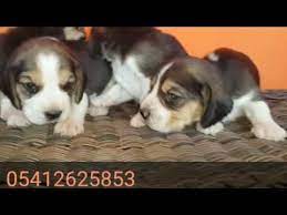 beagle yavrulari 05412625853 beagle