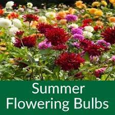 Ireland has the lowest tree cover of all european countries! Summer Flowering Bulbs Clarenbridge Online Garden Centre Ireland Plants Trees Clarenbridge Garden Centre