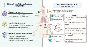 Intranasal Covid 19 Vaccines From Bench To Bed Ebiomedicine