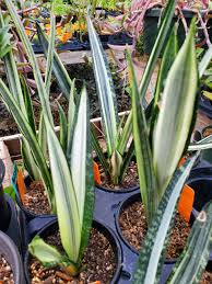 Image result for Sansevieria