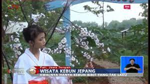 Bamboo wälder und parks neben dem sakura und immer noch eine lage in keputih und lage. Wah Serunya Berfoto Ala Jepang Di Taman Bunga Sakura Di Pati Bis 11 01 Youtube