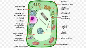 Different kinds of animals have different numbers of cells, but most have millions and millions. Plant Cell Organelle Cell Nucleus Png 574x460px Plant Cell Animal Area Biology Cell Download Free