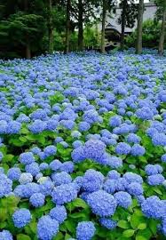 Pin Von Edna Hyler Auf Flora Hortensien Garten Schone Blumen Pflanzen