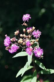 Image result for Vernonia glabra