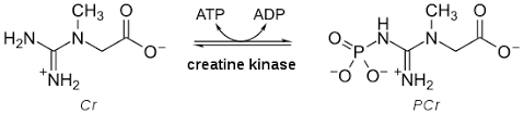 creatine kinase wikipedia