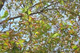 Image result for xylella fastidiosa oleander symptoms
