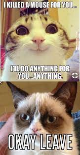These Kittens Will Brighten Your Day Cats Are Wonderful Companions Prettycats Funny Grumpy Cat Memes Funny Cat Faces Grumpy Cat Humor