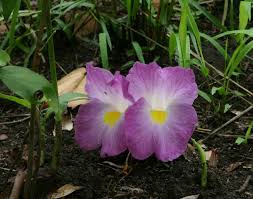 Image result for Siphonochilus