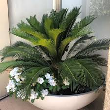 Jo Connolly Design On Instagram Statement Planted Urn Plants Design Urn