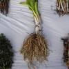 Western skunk cabbage, lysichiton americanus, grows in western north america. 1