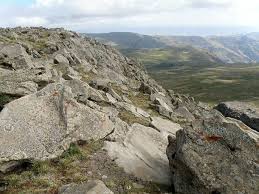 Image result for Cerastium afromontanum