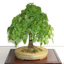 Peepal Tree Bonsai Wild Roots