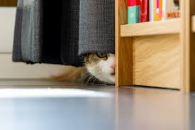 How to use hide in a sentence. Hiding Sensitive Information In R Drew Seewald Towards Data Science