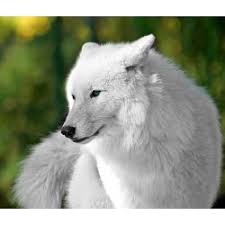 The White Wolf