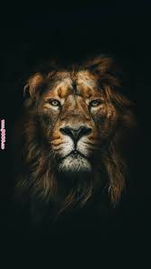 Phone Wallpaper Wallpaper Pinterest Lion Animals And Lion Wallpaper Phone Wallpaper Wallpaper Pint Lion Images Lion Pictures Lion Wallpaper Iphone