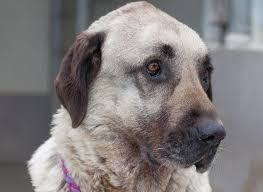 It's a large dog breed at about 28 to 34 inches tall, weighing. Nussloch Macht Haltung Von Kampfhunden Deutlich Teurer Leimen Lokal Leimen Lokal