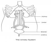 Bladder pain syndrome see interstitial cystitis. Urinary System Coloring Pages Printable
