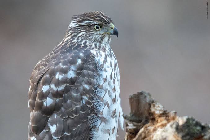 Juvenile Cooper's Hawk - Urban Hawks