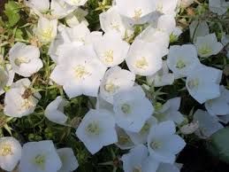 White Pearl Campanula Jpg 380 285 Perrinial With Flowers In The Summer Part To Full Sun White Perennial Flowers Flowers Perennials Perennials