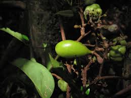 Image result for Dialium holtzii