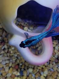 Is This Dropsy Info In Comments Bettafish