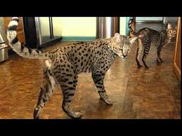 savannah cat size comparison youtube