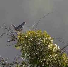 This means avoiding all oak species, in the case of p. How Did Mistletoe Get Into The Treetops The New York Times