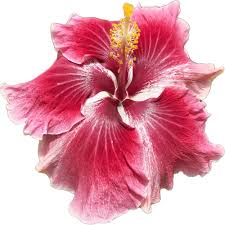 Image result for Hibiscus platycalyx