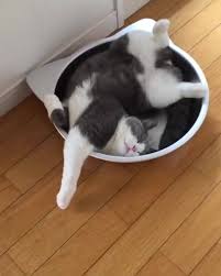 Berkongsi rasa mengenai hati seorang ibu, jasmin turut bertanya kepada para pengikut adakah. He Discovered The Purrfect Naping Spot Be Part Of Our Group Meow360 Com Cute Funny Cat Kitten Pictures Videos