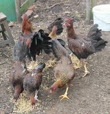 The name derives from that of the former province of satsuma. Masterbirds For Sale Some Very High Quality Satsumadori Facebook