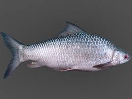 Mrigal Fish Modern Farming Methods Fish Fish Farming Freshwater Fish