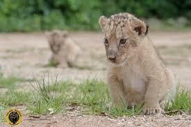 1sticket@pec.it capitale sociale € 100.000 i.v. Safari Madrid Queremos Dar La Bienvenida A Masai Y Facebook