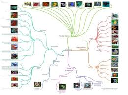 Betta Fish Variety Types Colors And Patterns Full Chart