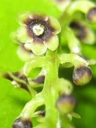 Image result for Dioscorea minutiflora