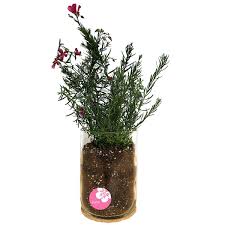 Birth Month Flower Grow Kit Birth Month Flower Grow Kit Garden Gifts Birthday Gifts Birth Month Flowers Month Flowers Amazing Flowers