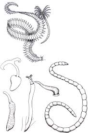 Maybe you would like to learn more about one of these? Justin Gerlach On Twitter Phylum Of The Day No 5 Chaetognatha The Arrow Worms Obscure But Major Predators Of The Plankton Given That Most Of Life Is In The Sea This Is Probably