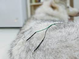 Acupuncture - Vet On Wheels