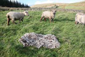 Shearling sheepskin provides many benefits that wool alone does not. No Kill Sheepskin Rugs Auchenstroan Wool