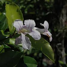 Image result for Bignonia callistegioides