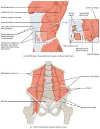 A feeling of weakness in the area and a need to brace. Axial Muscles Of The Abdominal Wall And Thorax Anatomy And Physiology I
