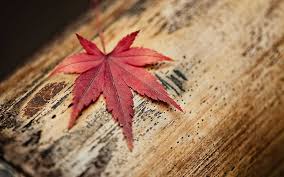 Fakta Menarik Daun Maple Di Serial Drama Korea Goblin Okezone Travel
