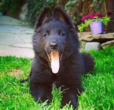 The current median price for all belgian sheepdogs sold is $0.00. Belgian Shepherd Puppies For Sale Adoptapet Com