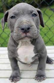 Pin On Xl Blue Pitbull Puppies For Sale